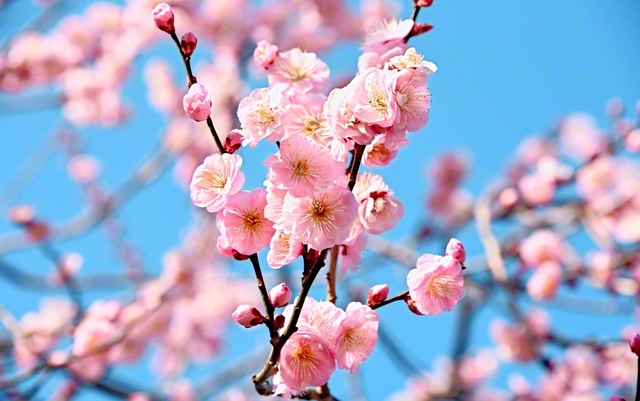 梅花が咲き薫る希望の2月へ、寒風に胸張り前進