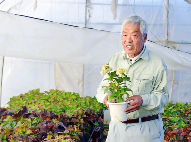 【栃木】ビニールハウスでアジサイを育てる藤井さん。これからぐんぐん成長し、5月から見頃を迎える