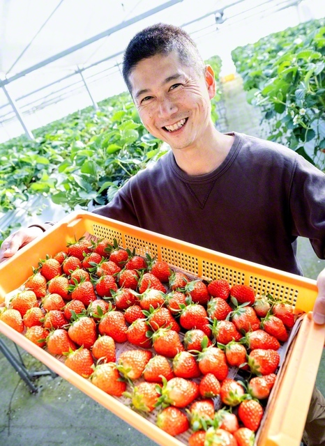 「いいイチゴができるかは自分次第。だから面白い」と岩田さん。広いハウスを己の戦場と定め、家族のために汗を流す日々だ