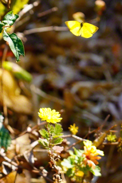 花に話しかけるように、軽やかに飛ぶチョウ（長野県松本市）＝長野・森田昭治通信員