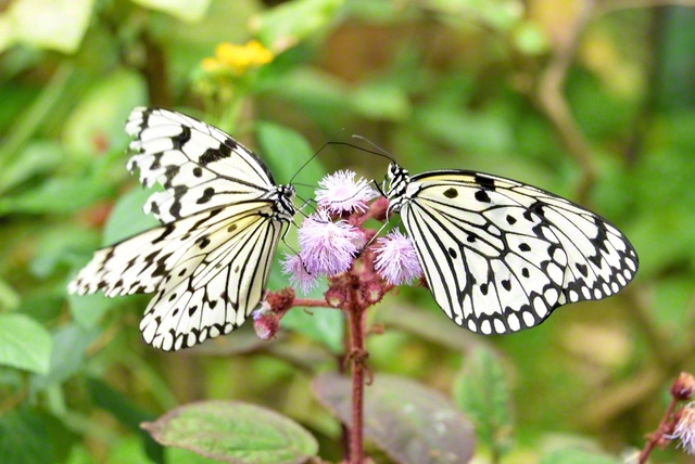 写真作品「邂逅」
関西創価高校3年・青栁陽子さん