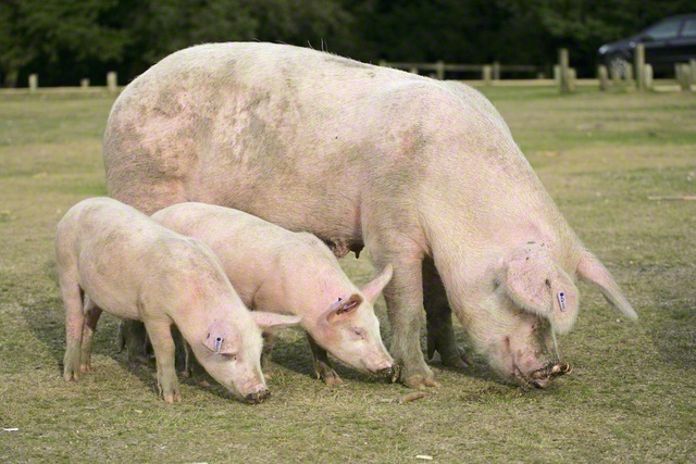 異種移植用に育てられるブタは誕生後すぐに親から引き離されることに（Nature　Picture　Library/アフロ）