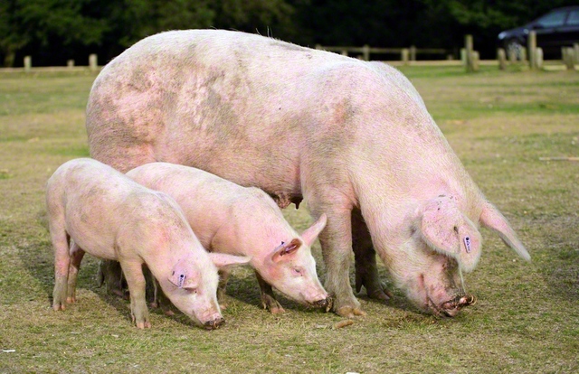 異種移植用に育てられるブタは誕生後すぐに親から引き離されることに（Nature　Picture　Library/アフロ）