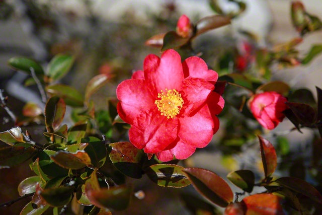サザンカの花言葉は「困難に打ち勝つ」