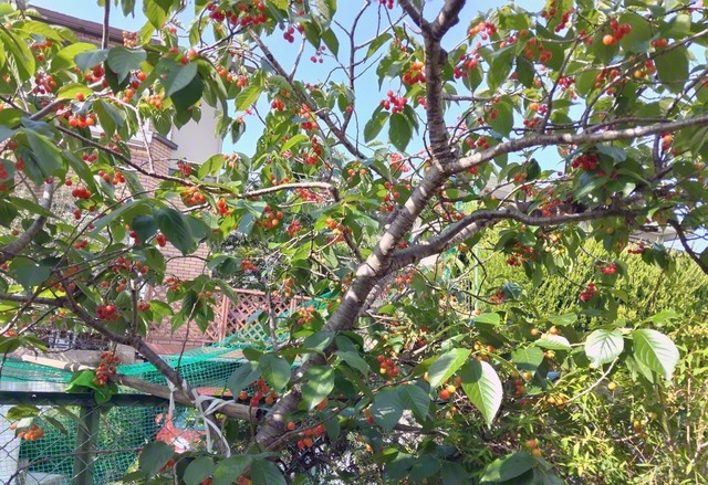 昨年5月に大きく実ったサクランボ。鮮やかな実に多くの通行人が足を止めたという