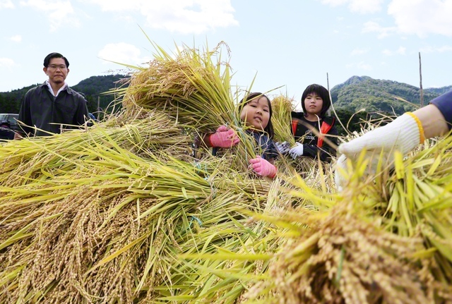 収穫体験をする子どもたち（宮城・大崎市）