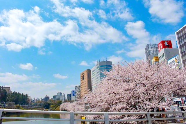 2015年4月2日、恩師の祥月命日に、池田先生が東京・市ケ谷周辺でシャッターを切った。先生はかつて、「懐かしい東京の市ケ谷周辺を回るたびに、恩師との共戦譜が思い出される」とつづった