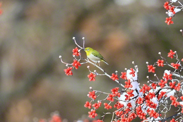 ハナミズキの実をついばむメジロ。冬空に愛らしいさえずりを響かせる（長野県須坂市）＝長野・小林充通信員