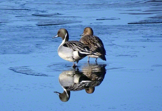 渡り鳥であるオナガガモが今冬も飛来。つがいが仲良くたたずむ（山形県寒河江市）＝山形・宮林春彦通信員