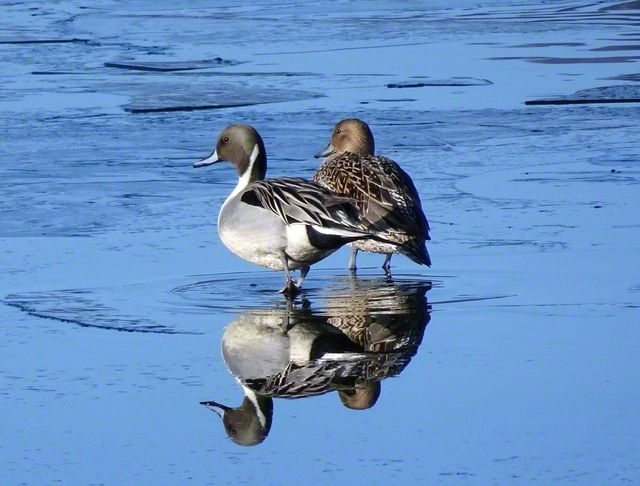 渡り鳥であるオナガガモが今冬も飛来。つがいが仲良くたたずむ（山形県寒河江市）＝山形・宮林春彦通信員