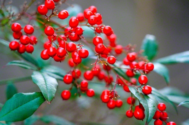 鮮やかな赤色の実をつけるナンテン