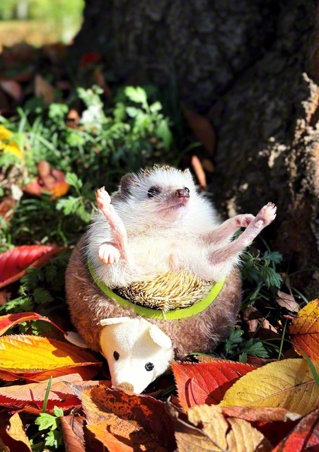 【外って気持ちがいいね】　リンク（静岡県三島市）