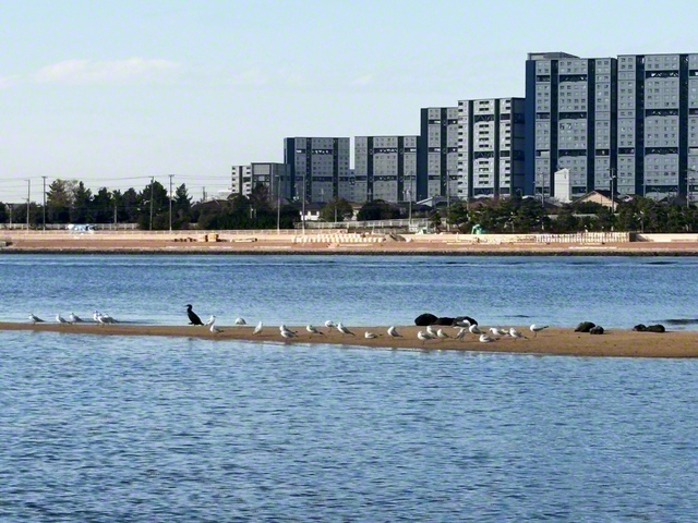 夙川河口の砂州で水鳥が羽を休める