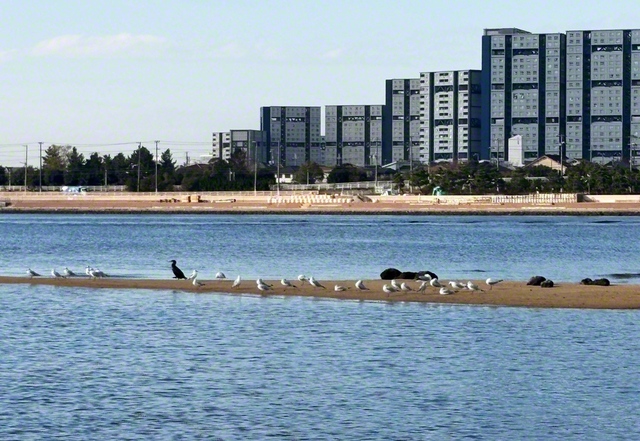 夙川河口の砂州で水鳥が羽を休める