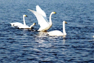 多々良沼で羽を休めるハクチョウ（群馬県館林市）＝群馬・川口知子通信員