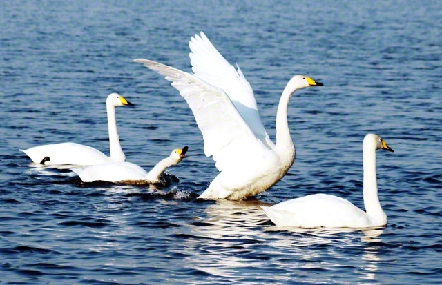 多々良沼で羽を休めるハクチョウ（群馬県館林市）＝群馬・川口知子通信員