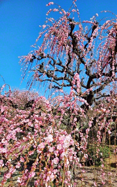 華やかに咲き薫る、浜玉町の「しだれ梅」（佐賀県唐津市）＝佐賀・野方幹子通信員