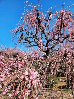 華やかに咲き薫る、浜玉町の「しだれ梅」（佐賀県唐津市）＝佐賀・野方幹子通信員