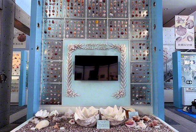 入り口ではいろいろな貝がお出迎え