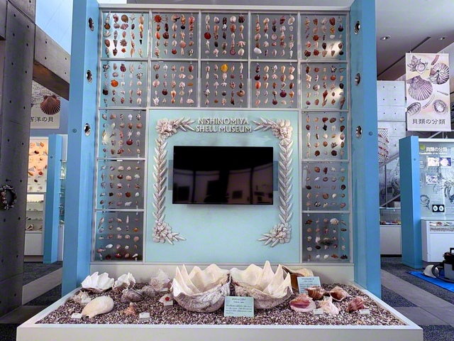 入り口ではいろいろな貝がお出迎え