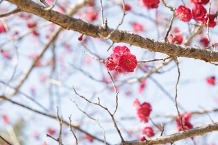 奈良公園に咲き薫る梅の花（奈良市）。春の訪れを感じさせる