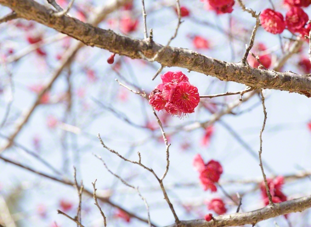奈良公園に咲き薫る梅の花（奈良市）。春の訪れを感じさせる
