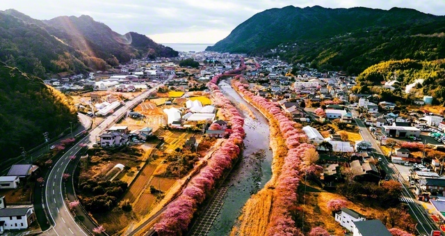 早朝の河津町を空から撮影。川の両岸に咲く桜並木が朝日に照らされ、輝いていた（写真はすべて2月撮影）