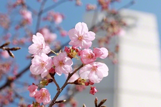 東京・創価高校に咲く、「陽光桜」。ソメイヨシノよりも一足先に咲く