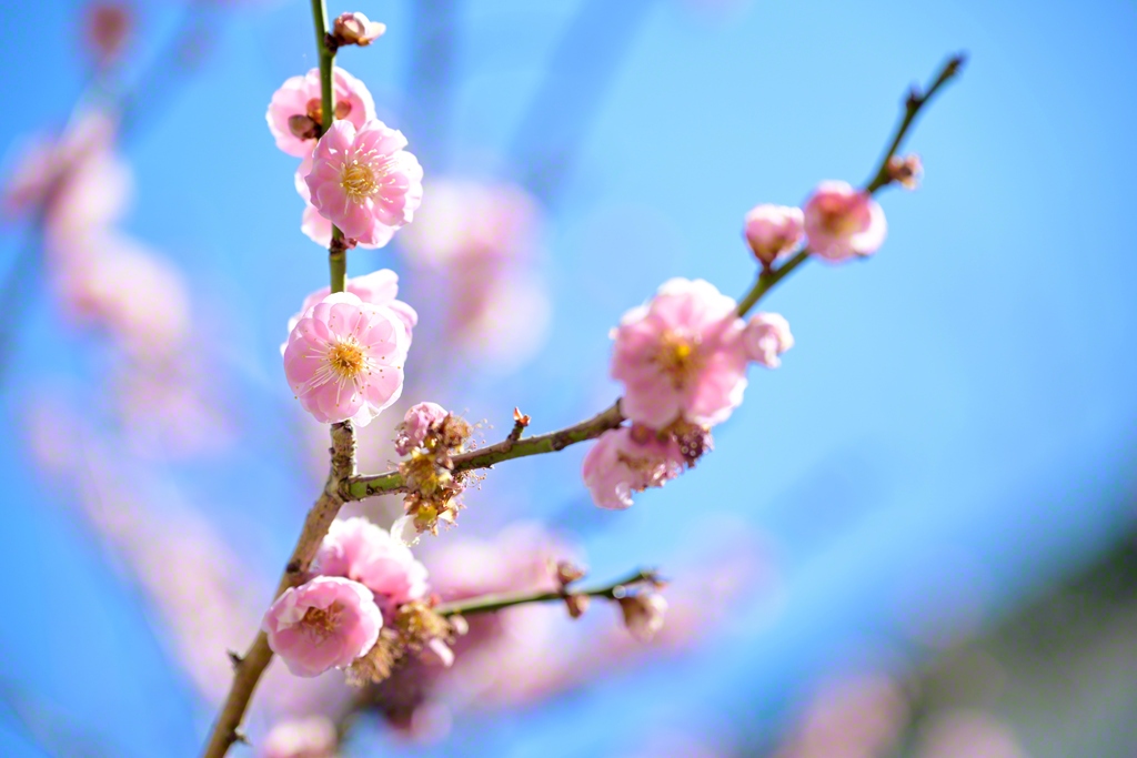 花々も卒業生をことほぐ（関西創価高校）