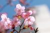 陽光桜