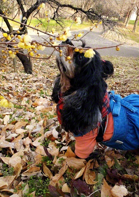 【手術を越え、見つけた春】　ロージー（大阪府高槻市）