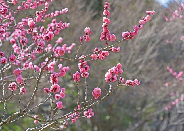 愛知県豊川市にある赤塚山公園に咲く梅の花。広々とした園内には、25品種273本の梅が植えられ、見頃には多くの人でにぎわう＝愛知・河辺正子通信員