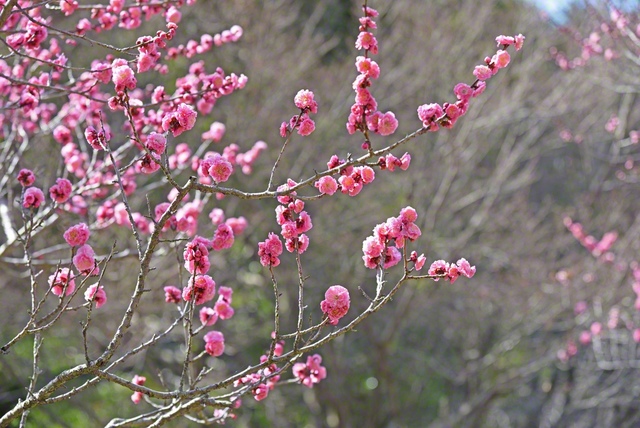 愛知県豊川市にある赤塚山公園に咲く梅の花。広々とした園内には、25品種273本の梅が植えられ、見頃には多くの人でにぎわう＝愛知・河辺正子通信員