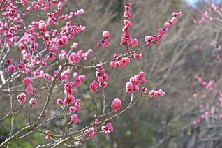 愛知県豊川市にある赤塚山公園に咲く梅の花。広々とした園内には、25品種273本の梅が植えられ、見頃には多くの人でにぎわう＝愛知・河辺正子通信員