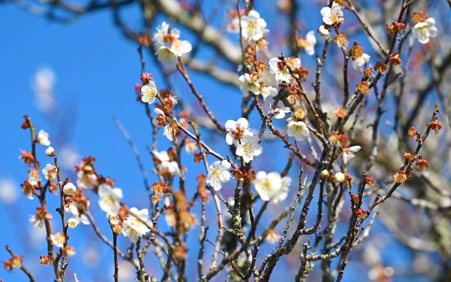 大分市の「吉野梅園」の梅の花。園内には、竜が伏せた姿に似ていることが名前の由来とされる「臥龍（がりゅう）梅」も