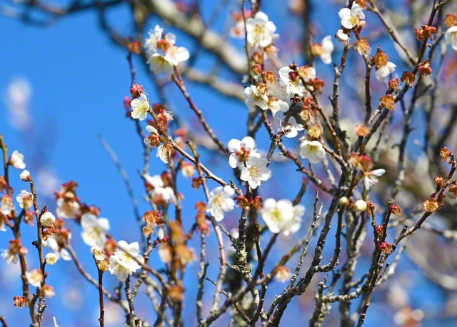 大分市の「吉野梅園」の梅の花。園内には、竜が伏せた姿に似ていることが名前の由来とされる「臥龍（がりゅう）梅」も