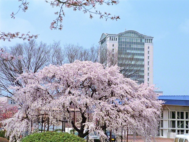 創大桜と本部棟を池田先生が撮影した（2006年3月、東京・八王子市で）。今から55年前の「2・11」に植えられた若木は、堂々たる大樹となった