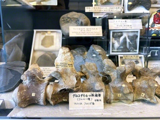 貴重な化石の標本が並ぶ