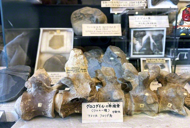 貴重な化石の標本が並ぶ