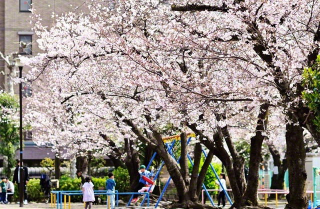優しく咲き薫る西六郷三丁目公園の桜（3月29日撮影）