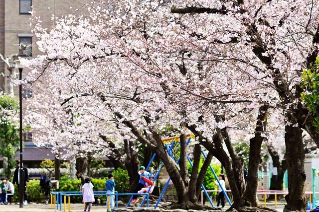 優しく咲き薫る西六郷三丁目公園の桜（同）