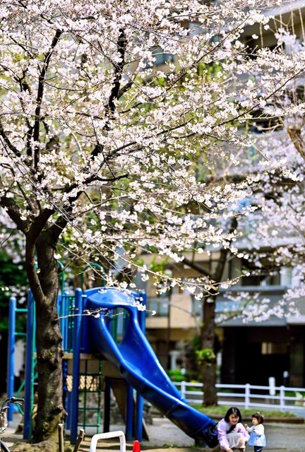 50年前に贈呈式が行われた入新井公園の桜（3月29日撮影）