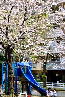 50年前に贈呈式が行われた入新井公園の桜（3月29日撮影）