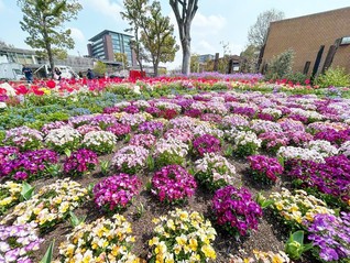春の花々が咲き誇る名城公園フラワープラザ。色とりどりの景観が来園者の心を和ませる（名古屋市北区）