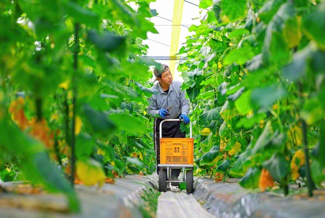 「私たちには生産者として高品質を維持し、信頼を守る誇りと責任があります」と寺田さん。長崎南部生産組合のキュウリ部会長も務める