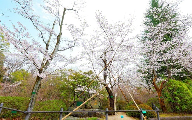 日中友好の象徴として咲き誇る周桜（創価大学で）