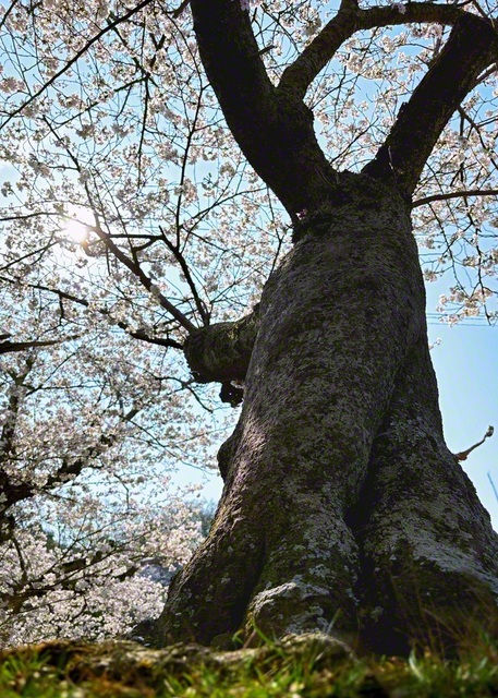 青空を仰ぎ、大地に根を張って立つ長島愛生園の桜（今月3日）。黒々とした幹は、風雪に耐えてきた歳月を物語る。そのたくましさが、大木さんの人生と重なって見える