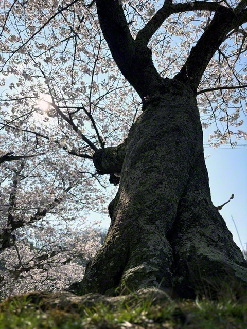青空を仰ぎ、大地に根を張って立つ長島愛生園の桜（今月3日）。黒々とした幹は、風雪に耐えてきた歳月を物語る。そのたくましさが、大木さんの人生と重なって見える