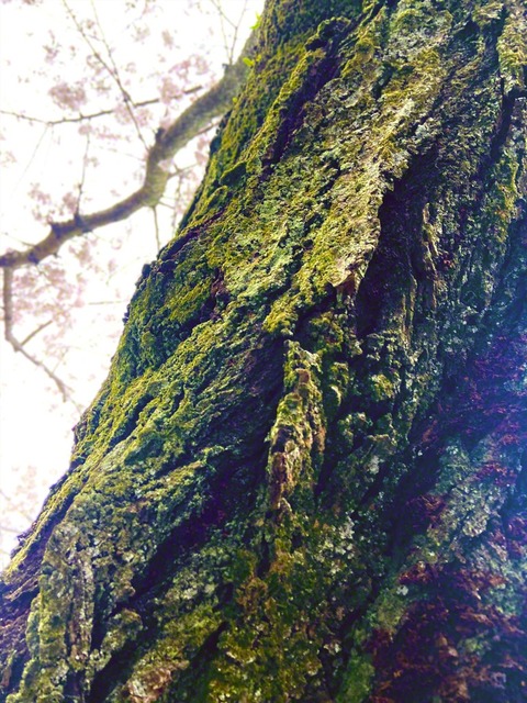 深く根を張り、歳月を刻んできた桜の幹