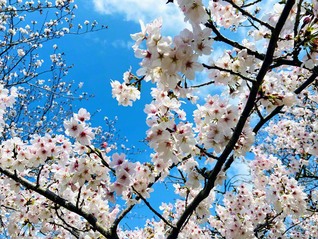 長島の桜が満開に咲いた